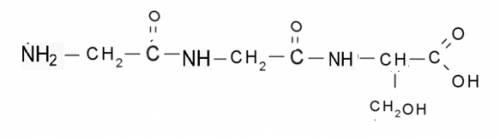 Рівняння утворення трипептиду з двох молекул гліцину й молекули серину