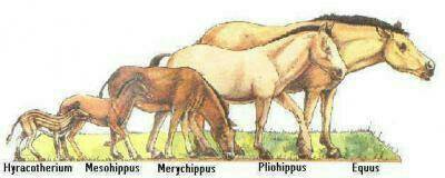Распишите филогенетический ряд лошади.
