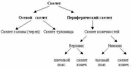 Опишите структуру скелета человека, заполнив пустые ячейки в схеме ​