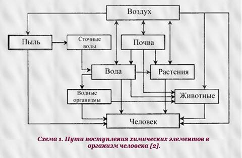 Как тяжёлые металлы в организм человека(схема желательно)