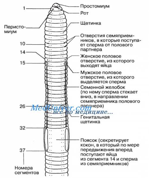 Мне нужно внешнее строение дождевого червя ( картинка и обозначения)