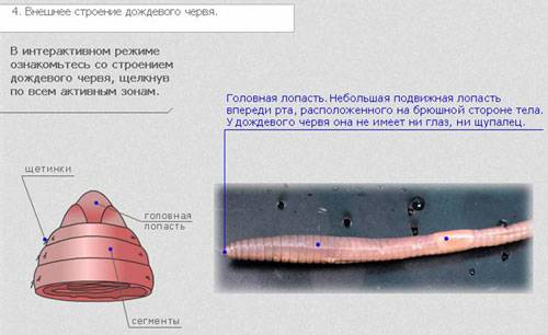 Мне нужно внешнее строение дождевого червя ( картинка и обозначения)