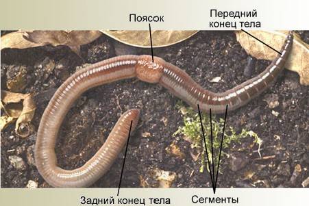Как определить передний и задний конец дождевого червя?