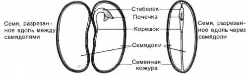 1)на вогнуой стороне семени найдите рубчик-место прикрепления семени к семяножке. 2)над рубчиком нах