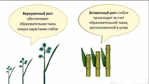 Как происходит рост побега в длину?