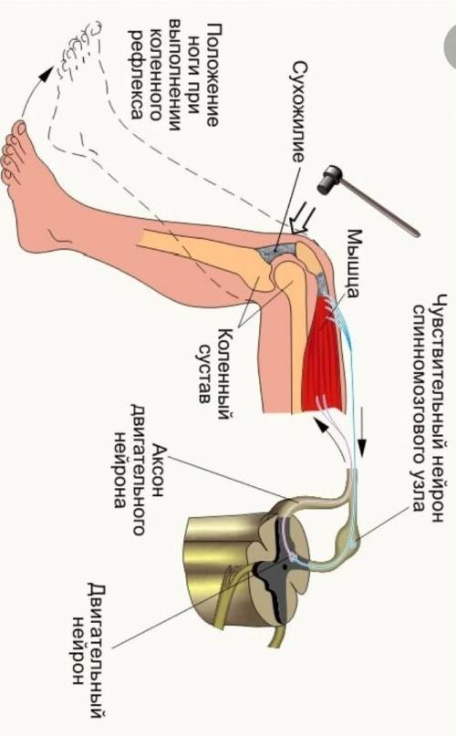 Подпишите части рефлекторной дуги колена ​