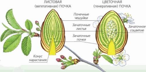 Как доказать что почка является зачаточным побегом?