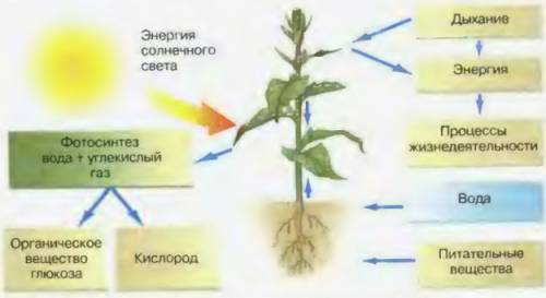 Как протекает обмен веществ у растений?