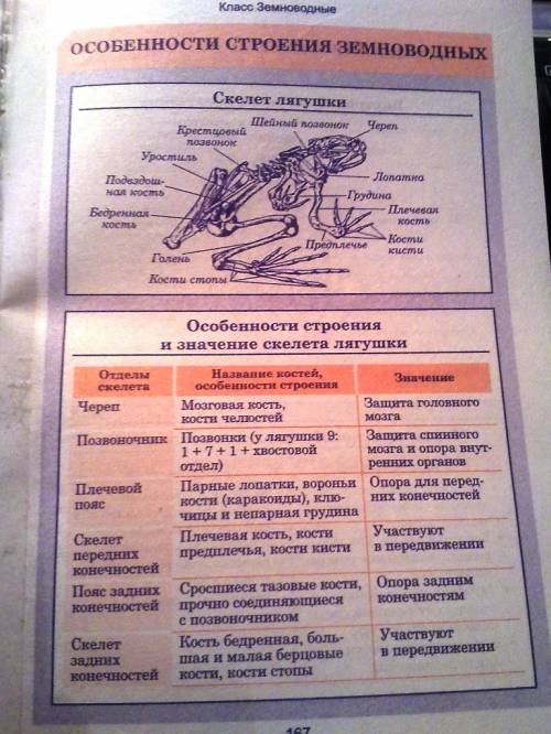 Напишите об отличиях задних конечностей от передних, объясни функциональное значение строения и расп