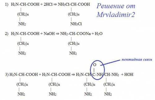 Напишите уравнения реакции лизина с кислотой,щелочью, и образование пептидной связи