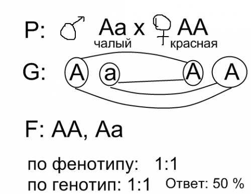 Укрупного рогатого скота красная масть домминанрует, над белой.при генотип аа чалая масть, имеется ч