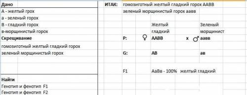 Угороха жёлтый цвет семян(а) доминирует над зелёным(а), гладкая поверхность семян(в)- над морщинисто