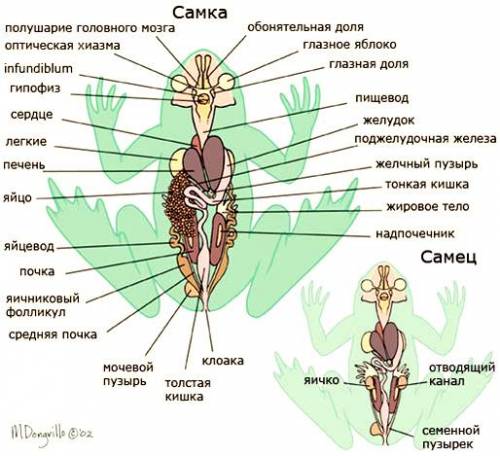 Дайте схему внутреннее строение лягушки(сердце почки и т. д.) надо !