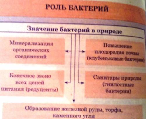 Роль бактерий в круговороте веществ ( ответить желательно более или менее расширенно)