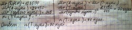 Вмолек. днк с относительной массой 103500 на часть адениловых нуклеотидов припадает 24150. определит