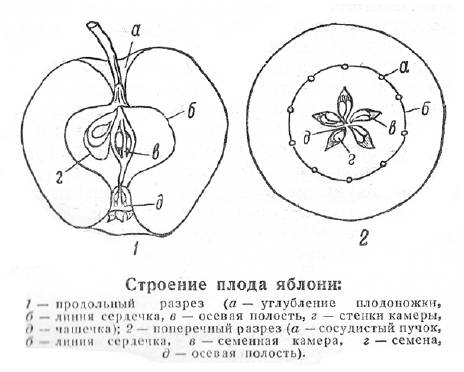 Cтроение семян двудольных растений- подсолнечник, огурец, дыня, арбуз, тыква, яблоня,абрикос, вишня,