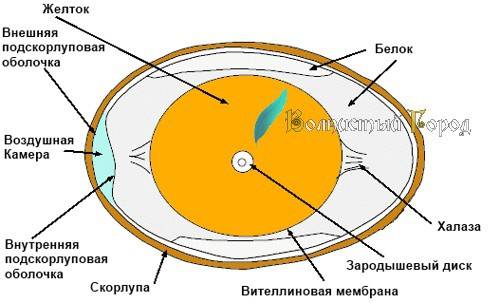 Лучевая скорость звезды определяется из анализа ее