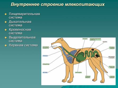 У истоков новой русской драматургии стоял автор первых русских трагедий и комедий, директор Российск