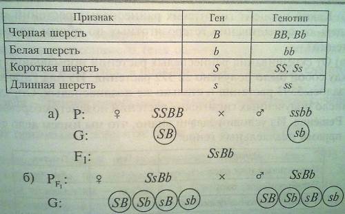 І* придумайте таке завдання, щоб у потомстві від батьків з різними фенотипами всі особини були однак