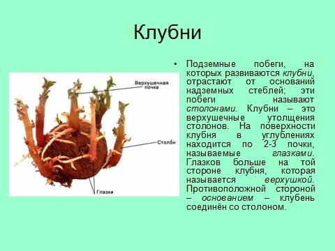 Возникновение нервного возбуждения в колбочках сетчатки глаза обеспечивается