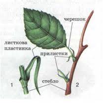 Докажите, что томаты и картофель относят к одному семейству.