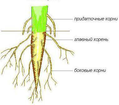 Укаких растений стержневая корневая система, а у каких мочковатая?