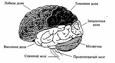 Доли коры больших полушарий и их зоны