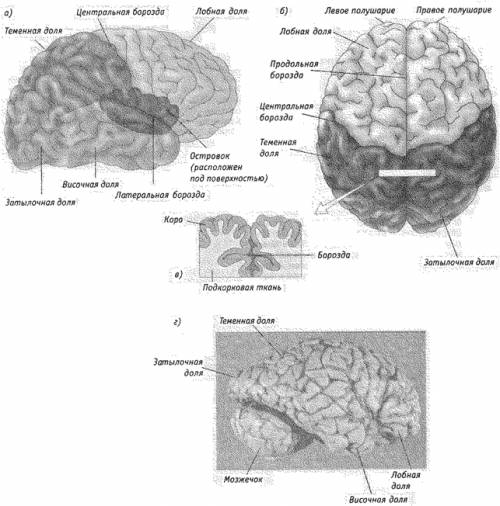 Доли коры больших полушарий и их зоны