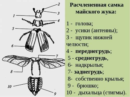 В фруктовом саду было собрано 1400 кг слив. Четвёртую часть всех собранных слив отправили на консерв