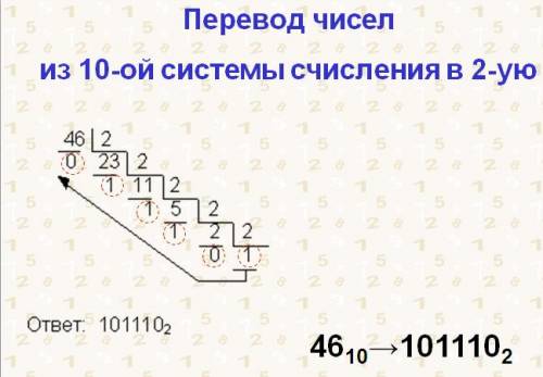 Какие виды водорослей человек использует для приготовления пищи? В чём заключается их ценность?