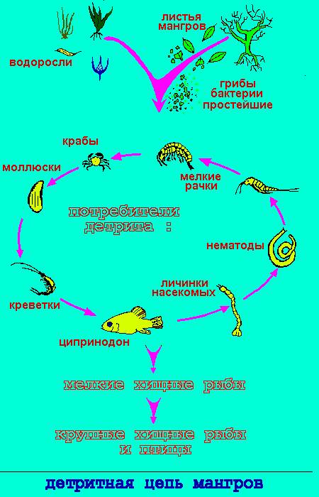 Составить 2 детретные цепи питания 3 луговые цепи питанния 3 тундровые цепи питания предмет экология