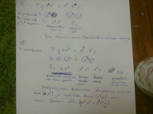 2. у бабочек цвет кокона определяется сцепленным с полом признаком. от скрещивания темно-кокановой с