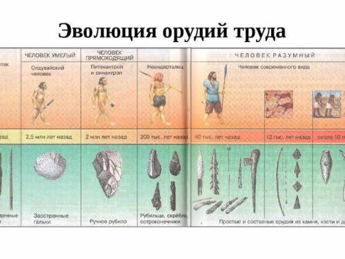 Составьте схему эволюции орудий труда, речи и общественных отношений человека ​