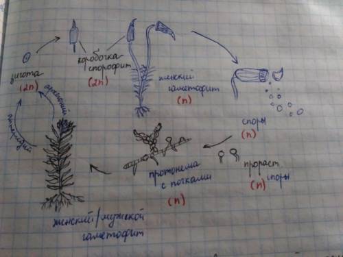 Зарисуйте схему жизненного цикла мха с подписями основных стадий и типов размножения