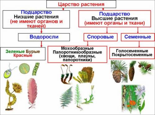 Укажите какие из перечисленных утвержденийявляются верными а какие неверными? а) водоросли это высши