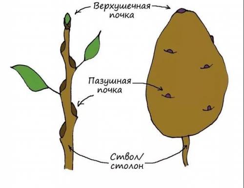 Докажите, что клубень это видоизменённый подземный побег