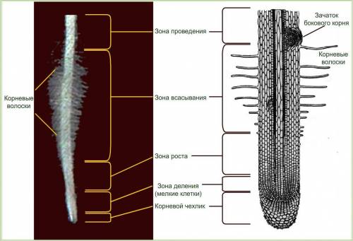 Какое строение молодого корня? ​