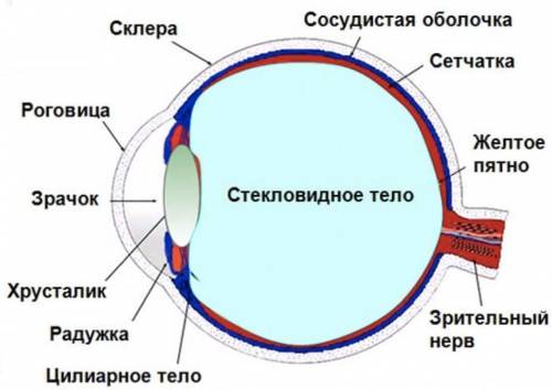 Орган зрения строение и функции глаза. зрительный анализатор.