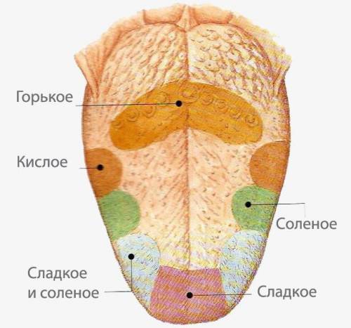 1какие зоны чувствительности присутствуют на нашем языке, где они расположены? 2 в каких частях язык