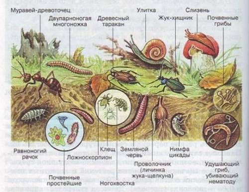 Какую пользу приносят природе животные почвы?