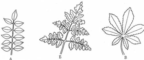 ))выпишите номера растений, которые имеют сложные листья. названия растений: 1. рябина 2. клен 3. ка