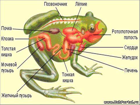 Строение и функции систем внутренних органов лягушки. 1. система органов 2. строение 3. функции а) п