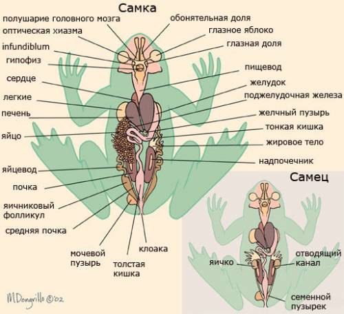 Строение и функции систем внутренних органов лягушки. 1. система органов 2. строение 3. функции а) п