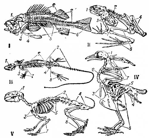 Схемы скелетов земноводных и пресмыкающихся
