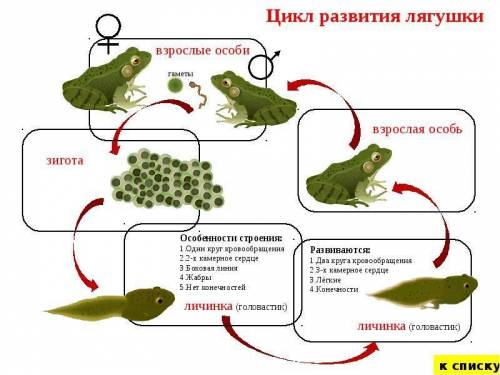 Охарактеризуйте годовой жизненный цикл лягушки в умеренных широтах