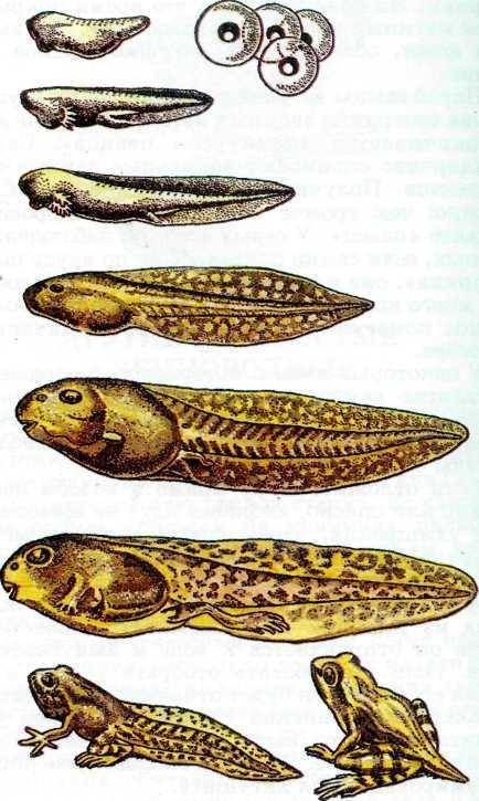 Охарактеризуйте годовой жизненный цикл лягушки в умеренных широтах