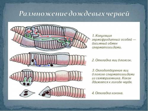 Каково значение пояска на теле дождевого червя?