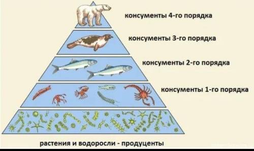 Консументы в водной экосистеме? хотя бы примера 3-4​