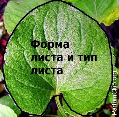 Описать лист фиалки по пунктам: 1)тип листа -черешковый, -сидячий 2)жилкование листа -параллельное -