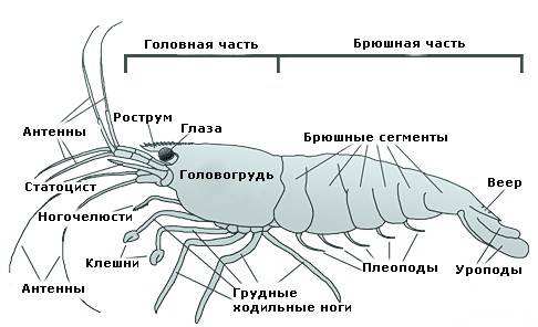 Системы органов речного рака (таблица)